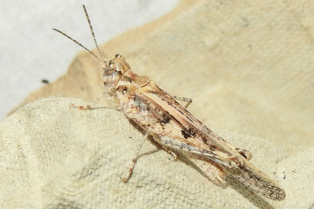 Yellow-winged Digging Grasshopper