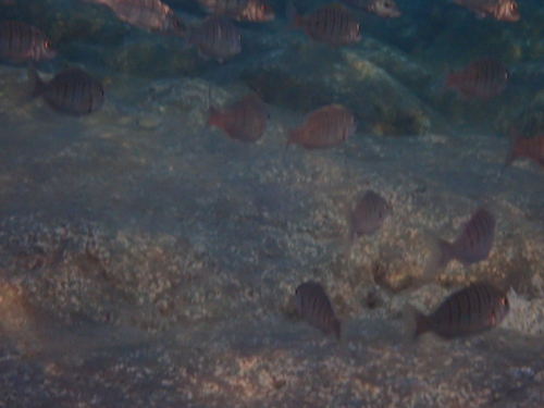 Striped Seabream