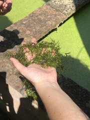 Ceratophyllum