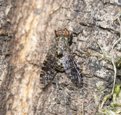 Platystoma