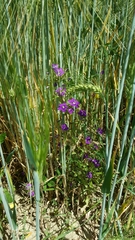 Legousia speculum-veneris