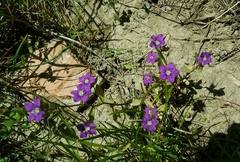 Legousia speculum-veneris
