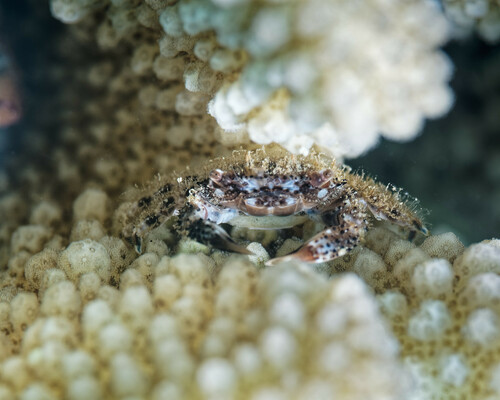 Domecia hispida, 2024-07-13