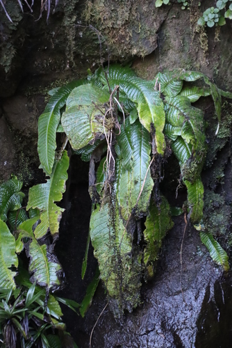 Streptocarpus fanniniae
