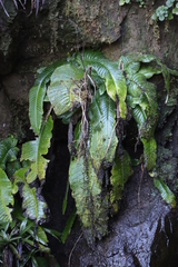 Streptocarpus fanniniae