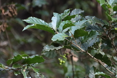 Allophylus dregeanus