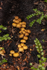 Armillaria limonea