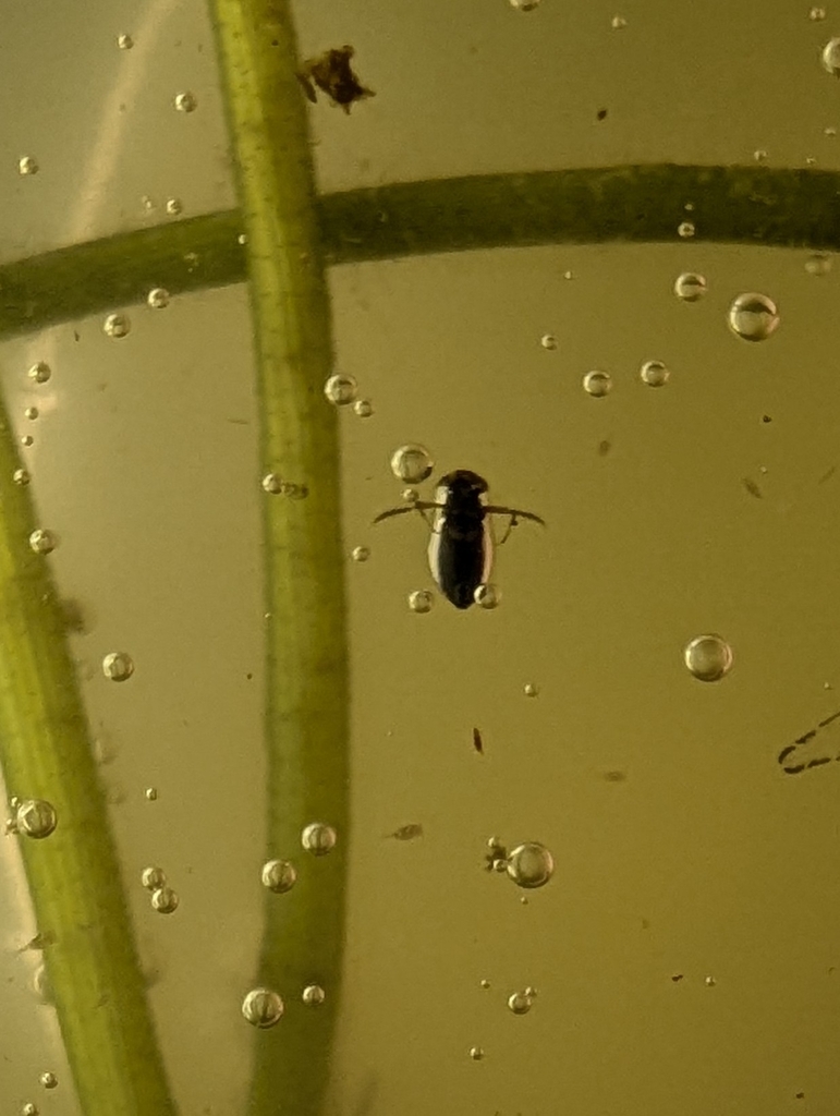 Micronecta Raccolte Micronecta from 406台灣台中市北屯區軍功里 on July 15, 2024 at 02:14 PM by 潘立傑 ...