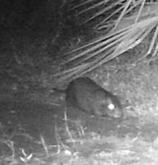 Thryonomys swinderianus