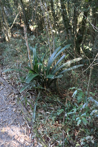 Image of Natal Lily (Clivia miniata) by (c) Tony Rebelo, some rights reserved (CC BY-SA)
