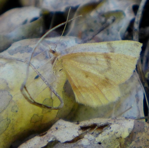 Bordered Fawn Moth photo 4