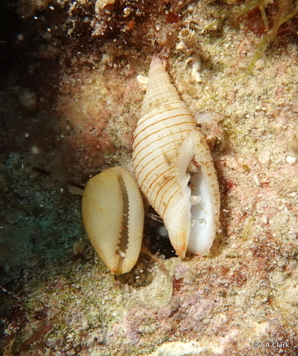 Domiporta granatina observed 2023-09-21