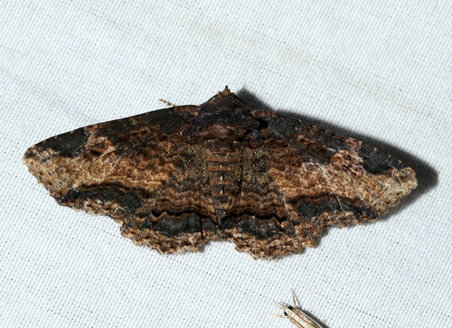 Colorful and Clandestine Zale Moths photo 4