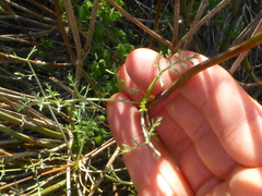 Dasispermum