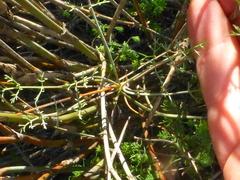 Dasispermum
