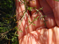 Dasispermum