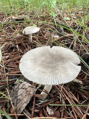 Amanita farinosa