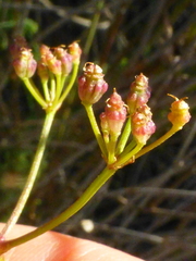 Dasispermum