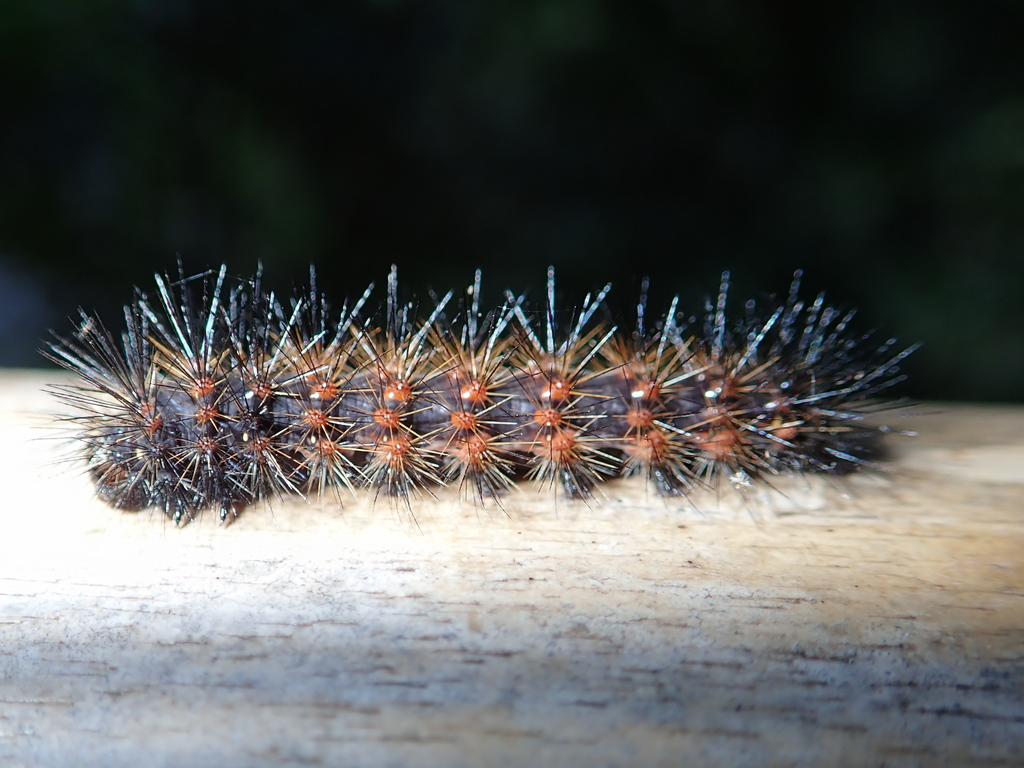Idalus herois