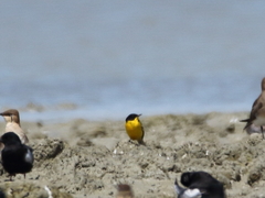 Motacilla flava feldegg