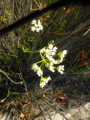Dasispermum