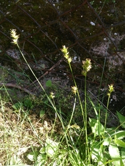 Carex