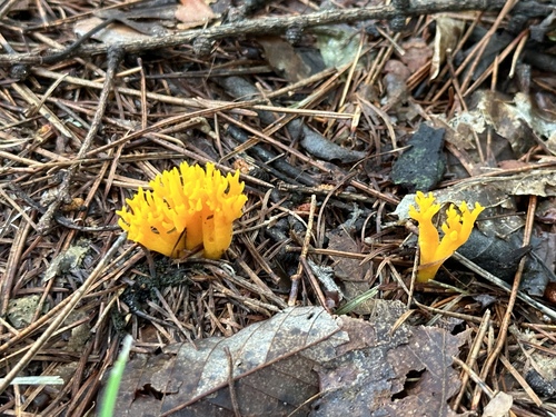 Calocera viscosa