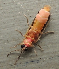 Photinus scintillans