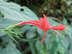 Ruellia macrophylla