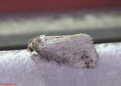 Hyperstrotia pervertens