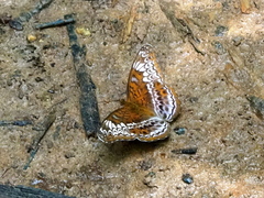 Lebadea martha parkeri