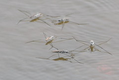 Aquarius adelaidis