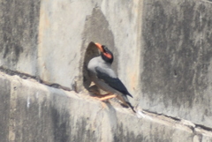 Acridotheres ginginianus
