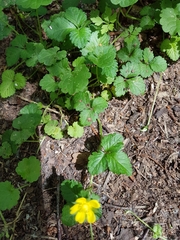 Potentilla indica