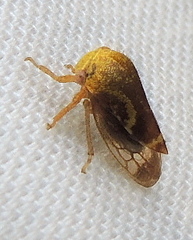 Ophiderma evelyna