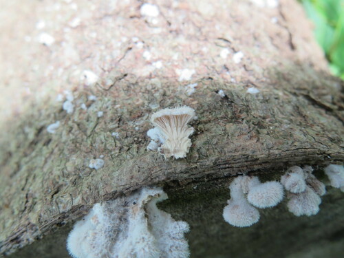Schizophyllum commune