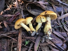 Cortinarius sinapicolor