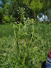 Anthriscus sylvestris
