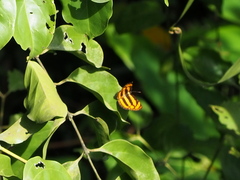 Pantoporia paraka