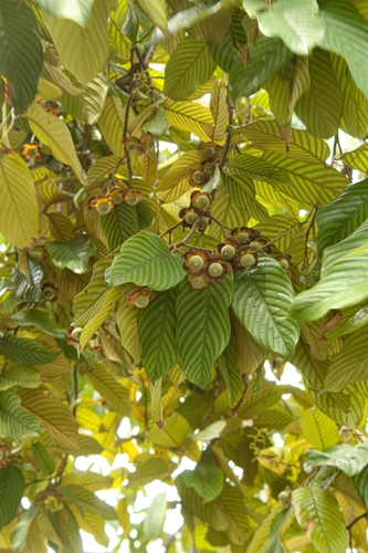 Shorea seminis observed 2024-02-08