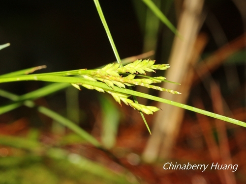 Carex tristachya iNat (3)