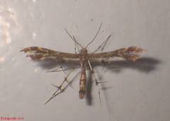 Geina periscelidactylus