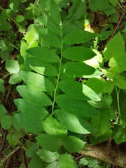 Polygonatum multiflorum