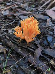 Ramaria anziana