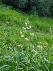 Dactylis glomerata