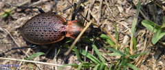 Carabus smaragdinus