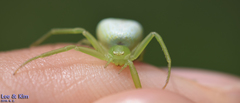 Thomisidae