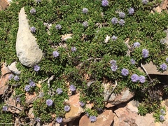 Globularia repens