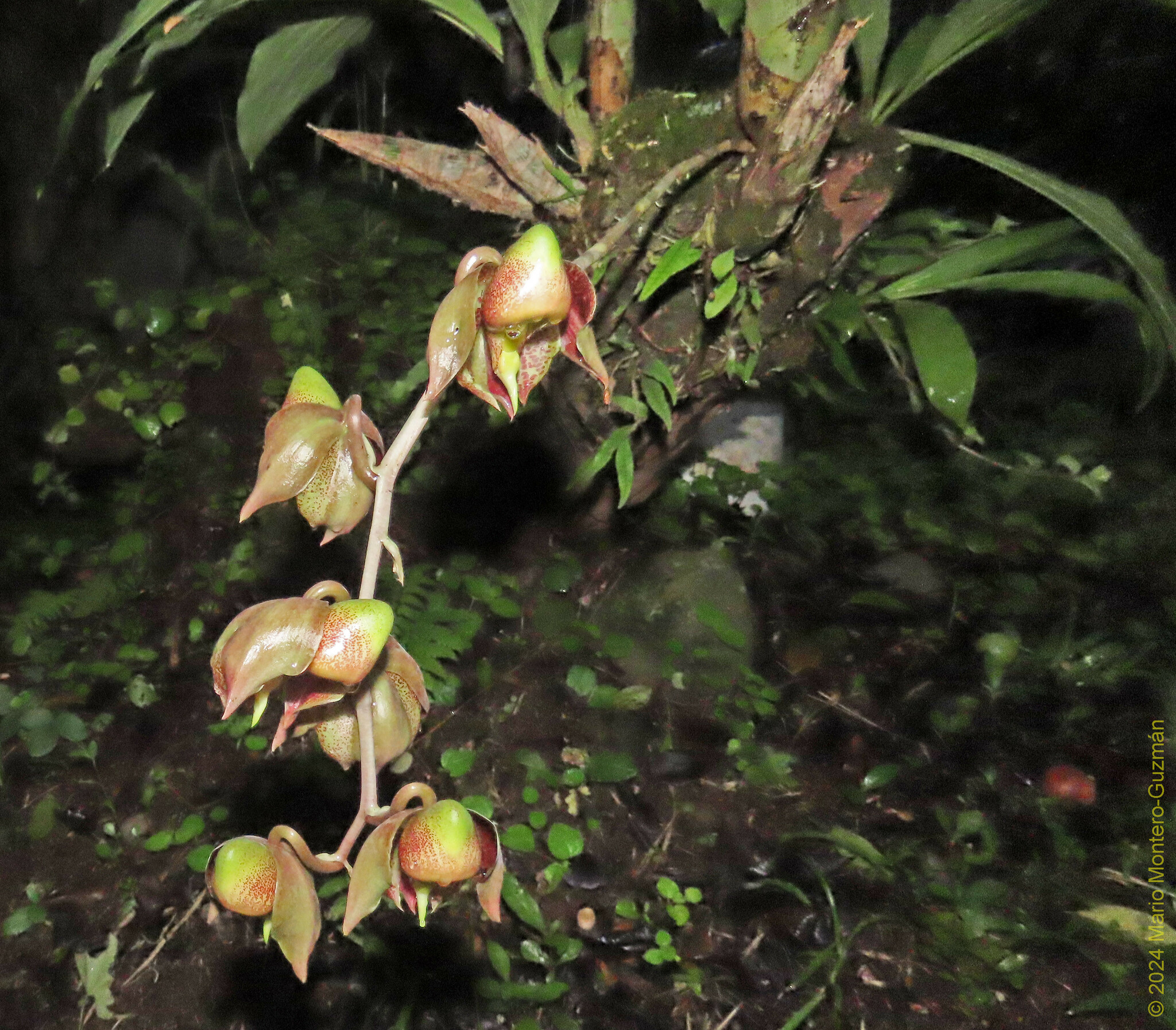 Imagem de Orquídea-cara-de-macaco