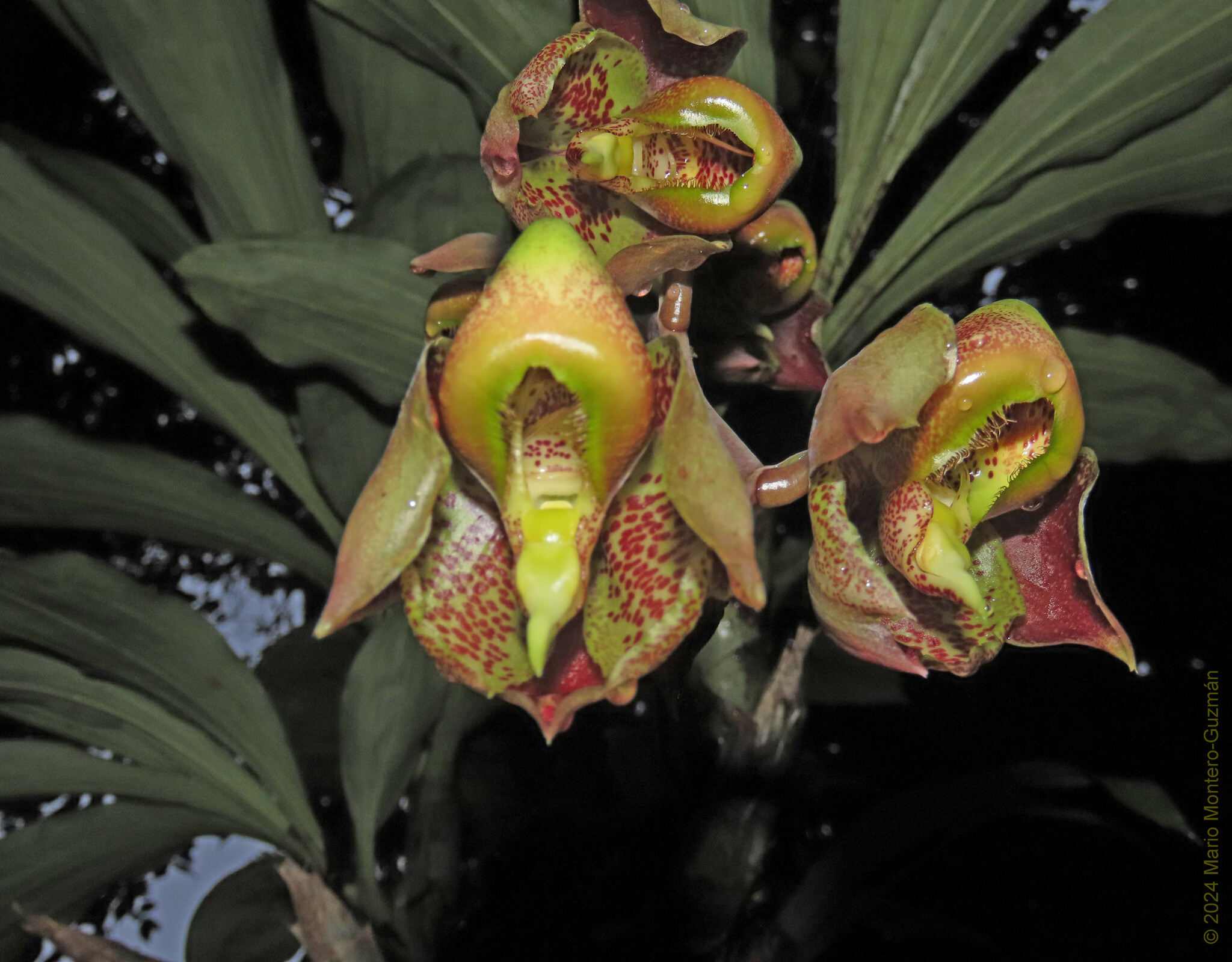 Imagem de Orquídea-cara-de-macaco